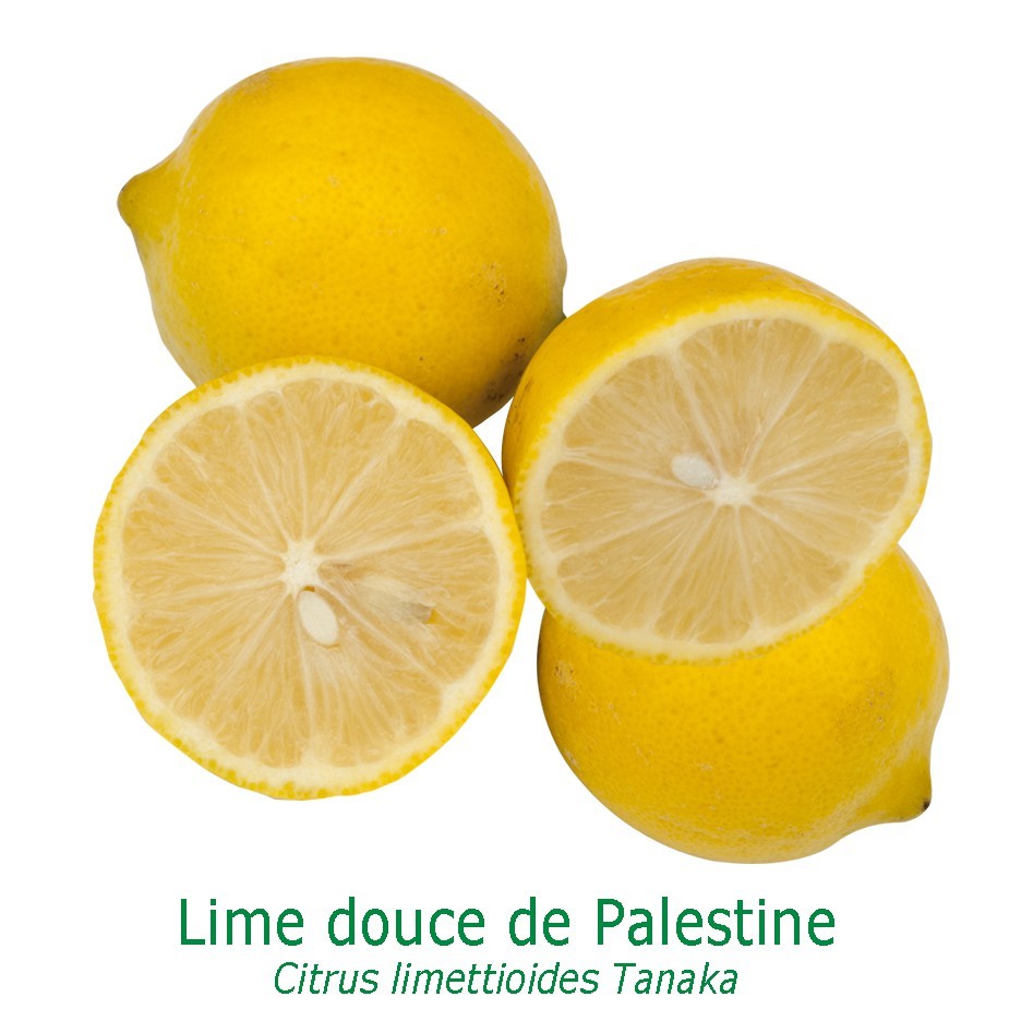 Lime douce de palestine bio tailles:pot de 3 litres, hauteur 30/40 cm