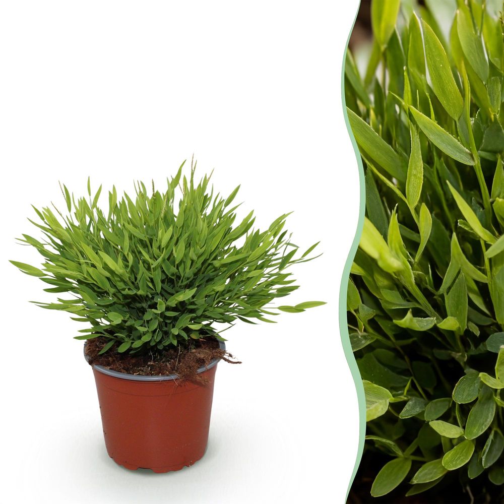 Pogonatherum paniceum monica - bambou d'intérieur - pot ø12 cm, h 35 cm