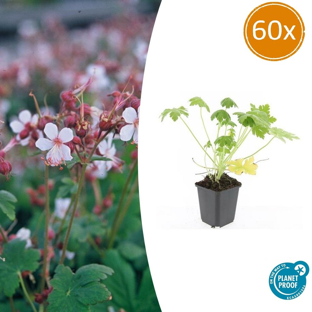Géranium vivace 'spessart' x60 – entre 3,75 et 5m2