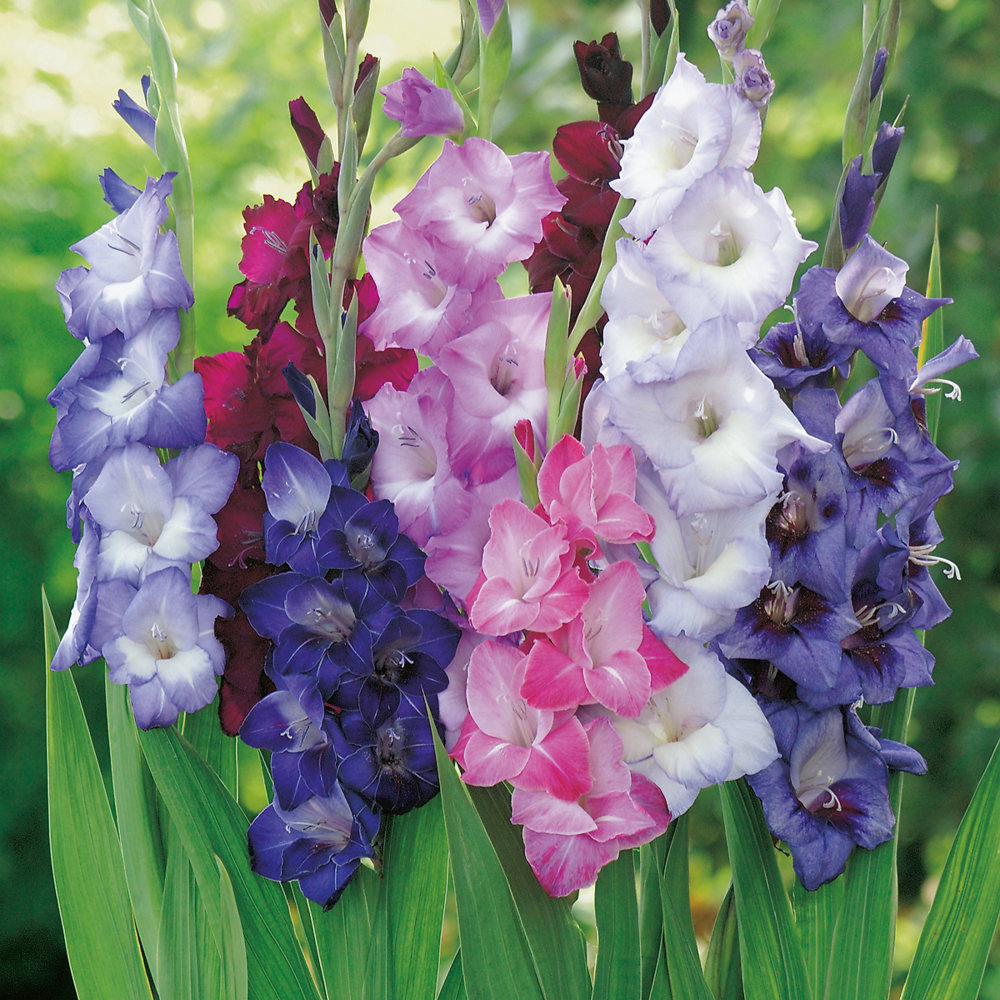 Glaieul nuit d orient - 15 bulbes