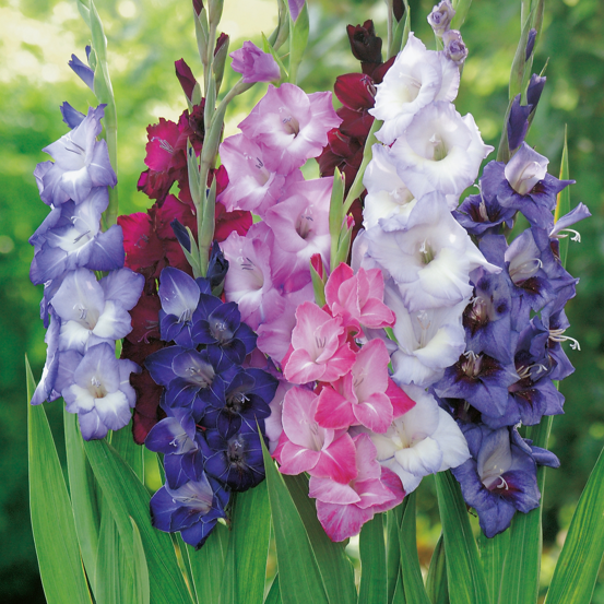 Glaieul nuit d orient - 15 bulbes