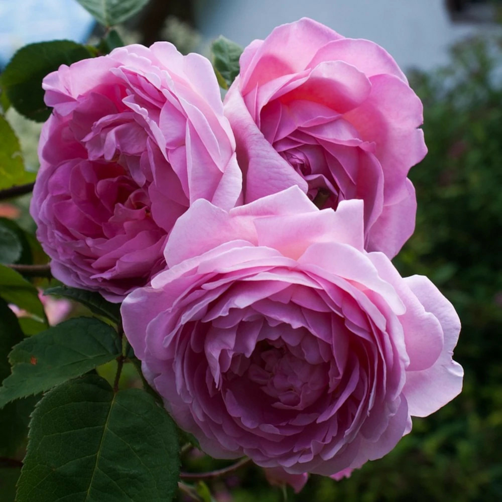 Rosier folle courtisane® 'delparfroni' pot de 5l - touffe