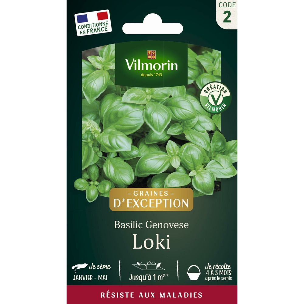 Basilic loki - graines d'exception