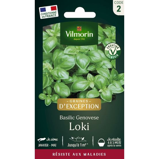 Basilic loki - graines d'exception