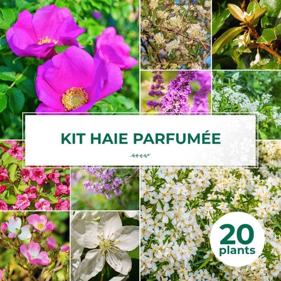 Haie parfumée - 20 arbustes