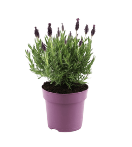 Lavande vraie - lavandula stoechas 'anouk' - hauteur 25-35cm - ⌀15cm