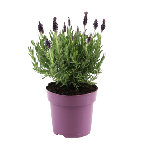 Lavande vraie - lavandula stoechas 'anouk' - hauteur 25-35cm - ⌀15cm