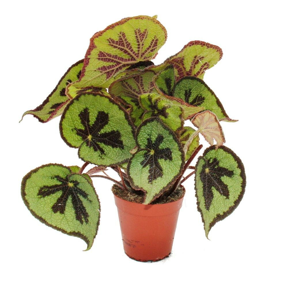 Leaf begonia - begonia masoniana mountain - feuilles brunes avec des marques - pot de 15cm