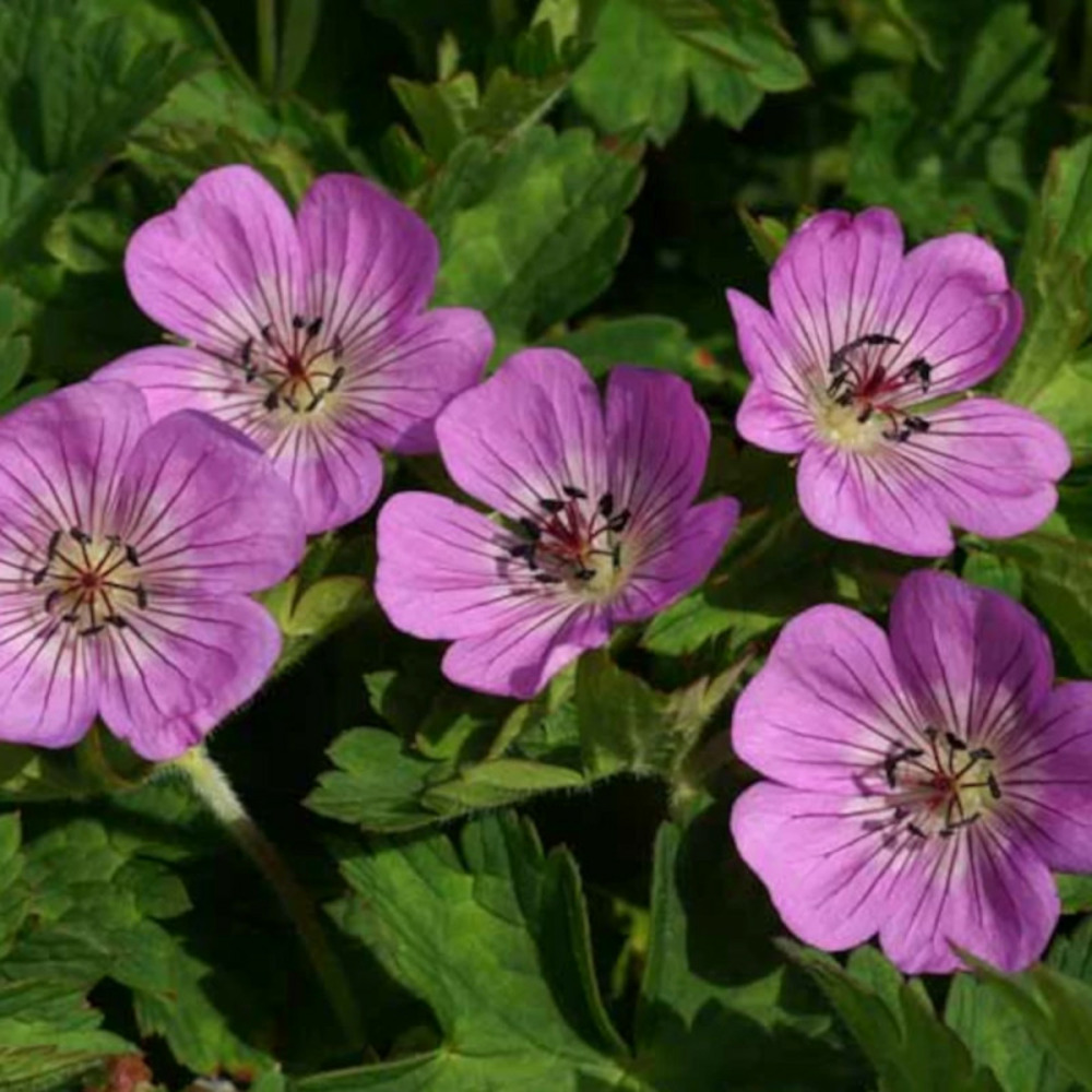 Géranium vivace silvia's surprise® lot de 3 godets