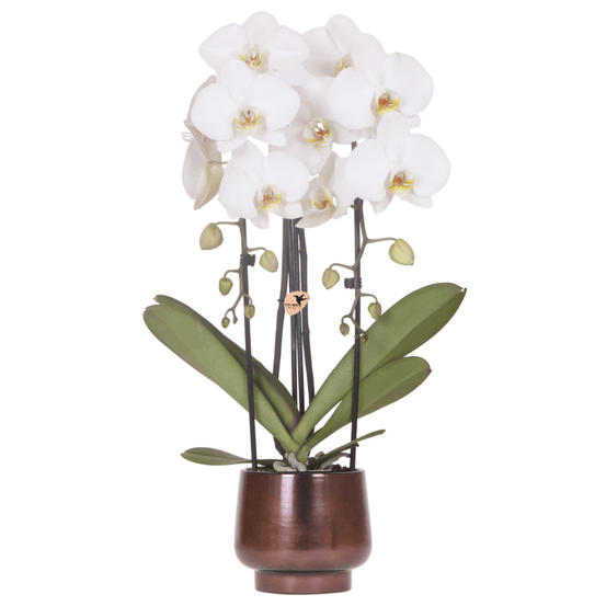 Cache‑pot scandic copper ø12 cm avec orchidée niagara falls blanche