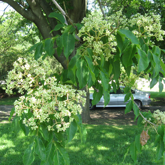 Arbre aux abeilles, arbre à miel, arbre aux cent mille fleurs pot de 12l/15l, baliveau