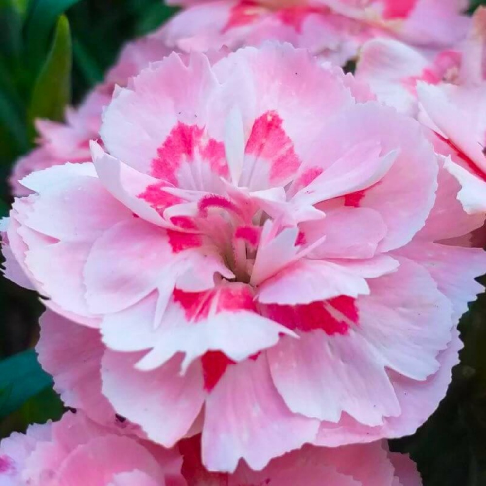 3 oeillets mignardises 'doris' (dianthus)