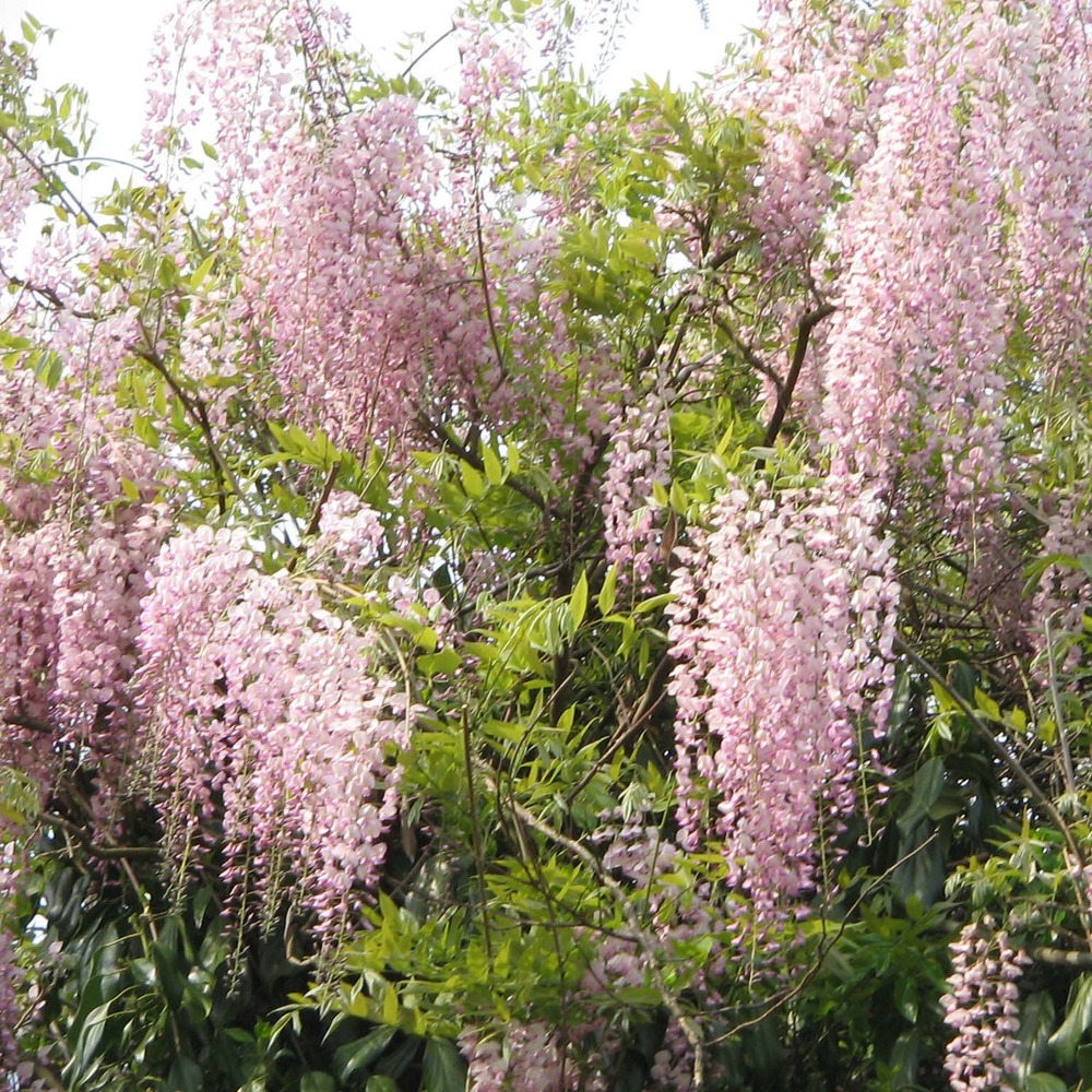 Glycine japonaise 'rosea' pot de 2l/3l, plant greffé de + de 18 mois