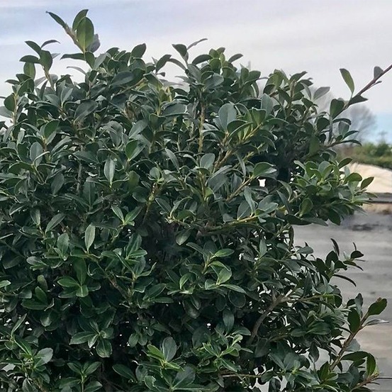 Houx crénelé 'green lustre' pot de 2l/3l