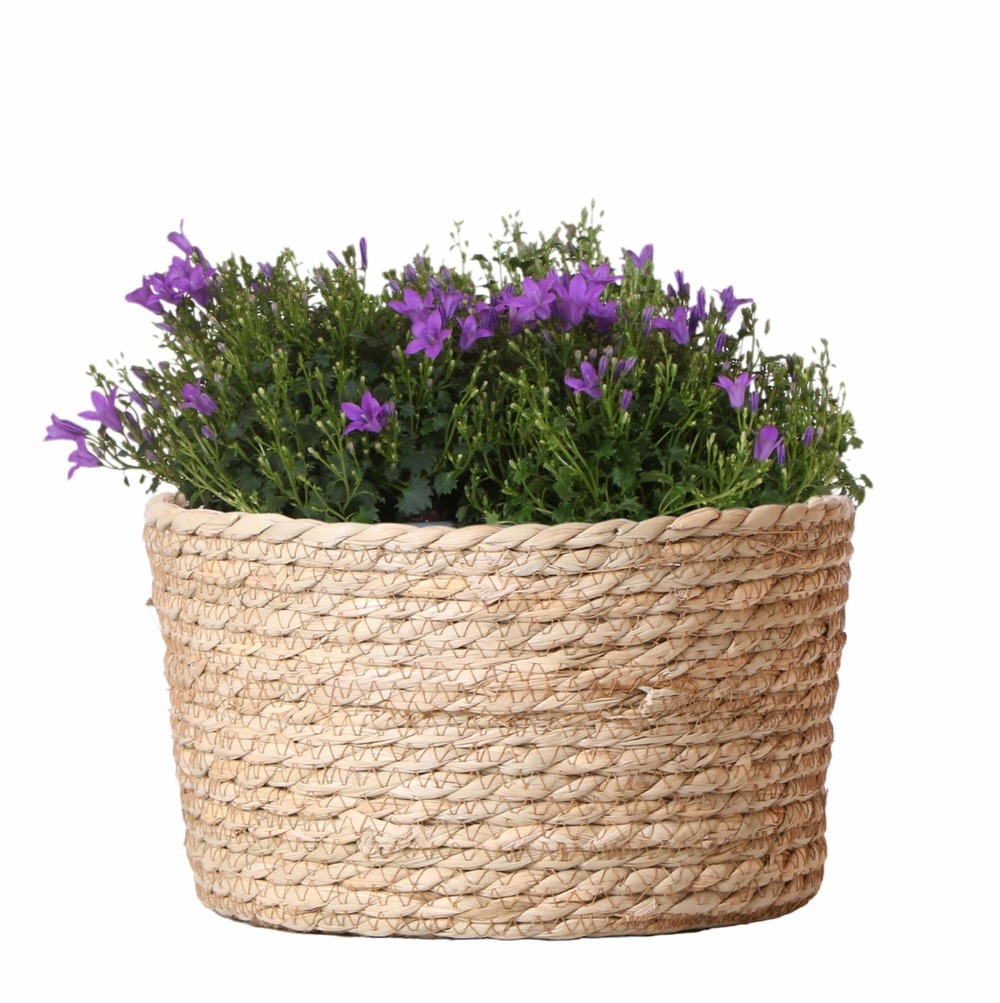 Campanule (campanula addenda) 'violette'