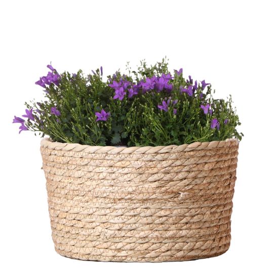 Campanule (campanula addenda) 'violette'