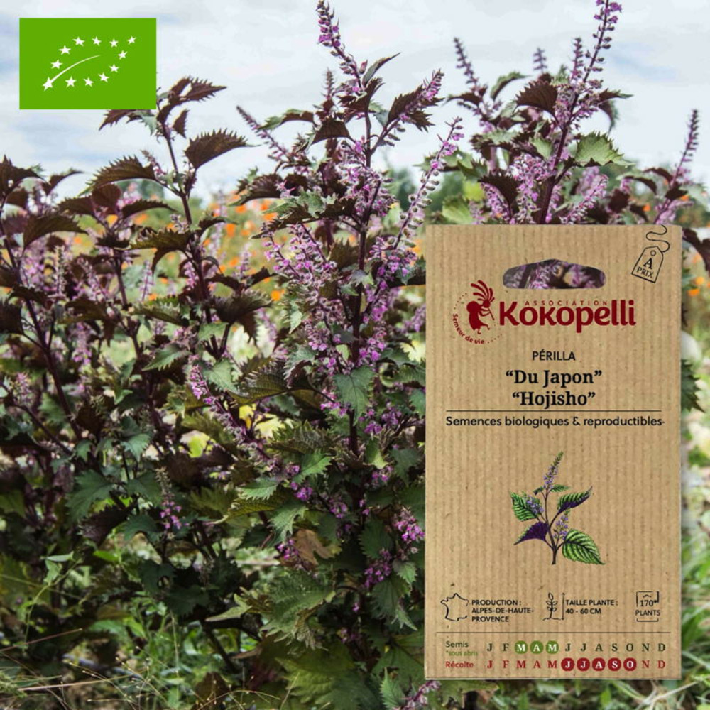 Graines bio à semer - périlla du japon hojisho