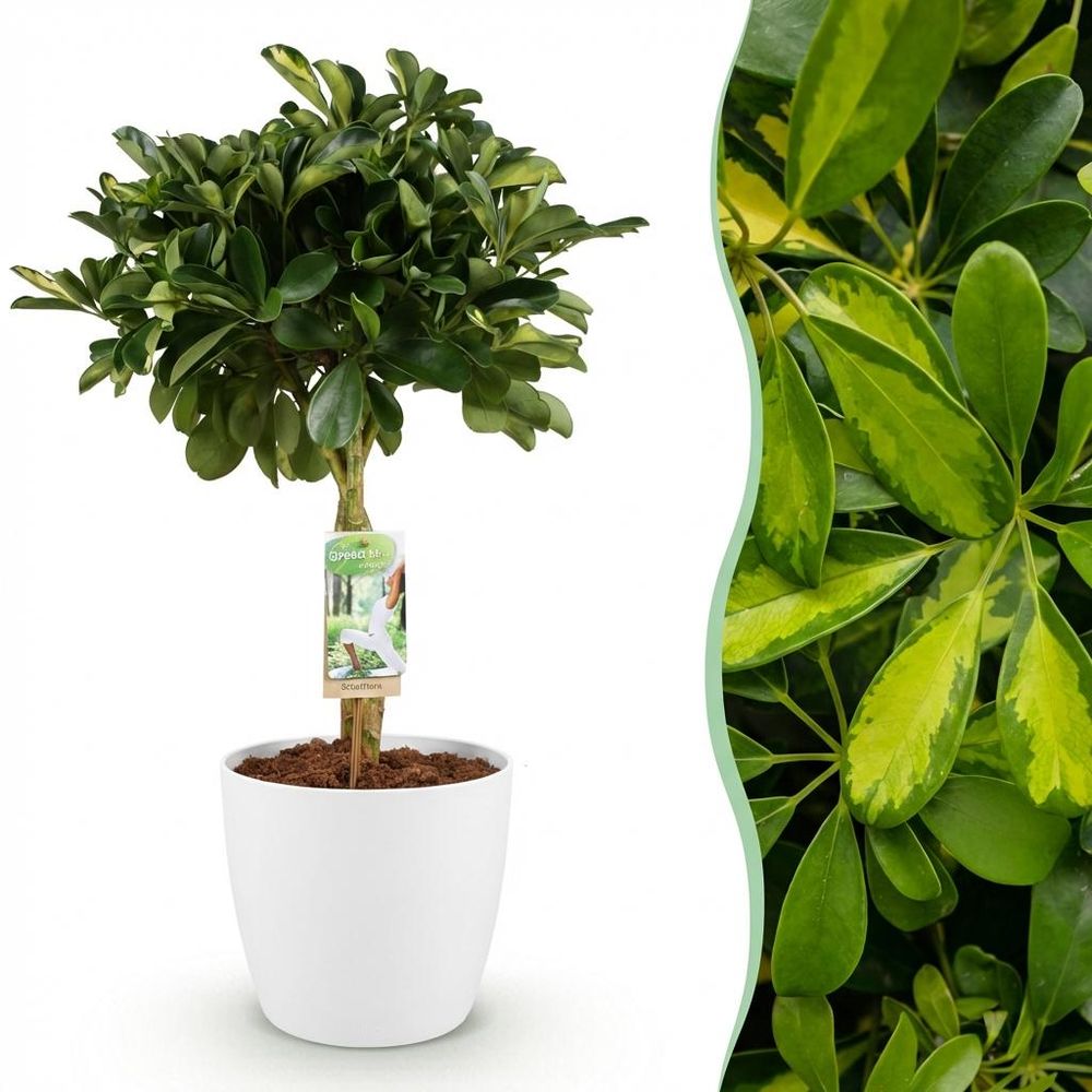 Schefflera gold capelle - pot de 21cm - hauteur 70-81cm - plantes d'intérieur