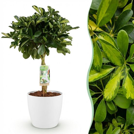 Schefflera gold capelle - pot de 21cm - hauteur 70-81cm - plantes d'intérieur
