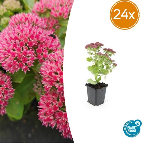 Lot de 24 - sedum 'herbstfreude' - h10-25 cm