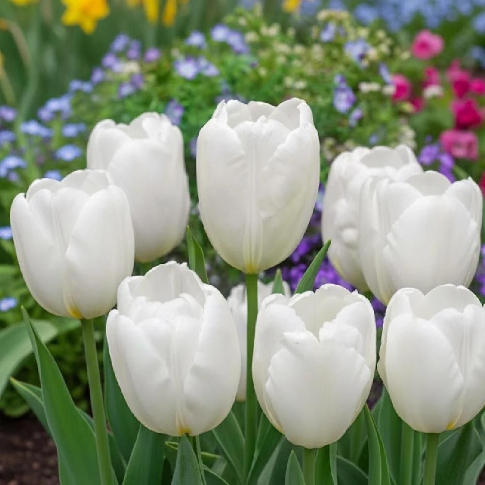 Bulbe de tulipe darwin hakuun sachet de 8 bulbes