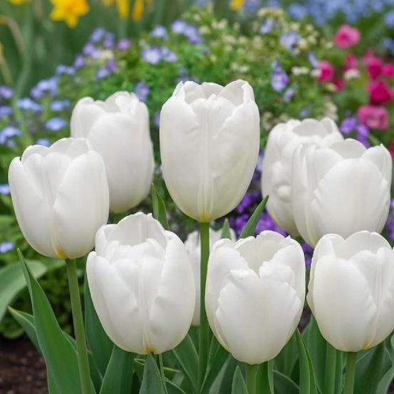 Bulbe de tulipe darwin hakuun sachet de 8 bulbes
