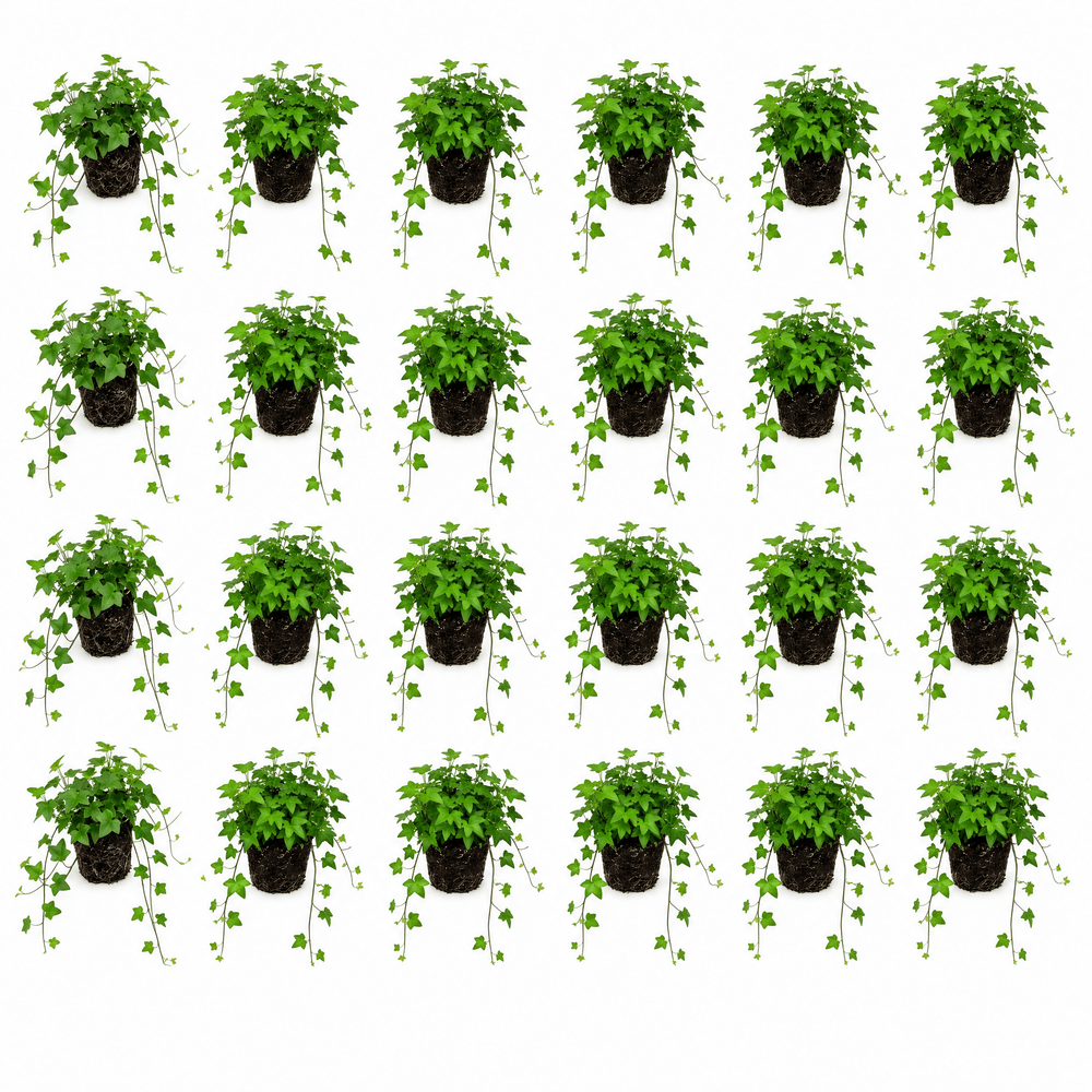 Hedera klimop gemengd 24 stuks p9 - bodembedekker vijverrand schaduwplant winterhard