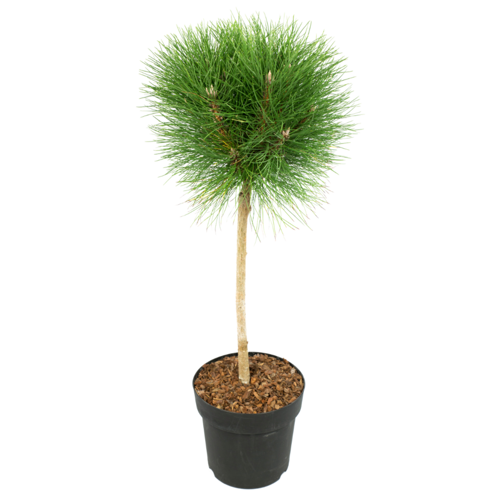 Pin d'été - pinus 'summer breeze' - hauteur 70-80cm - ⌀24cm
