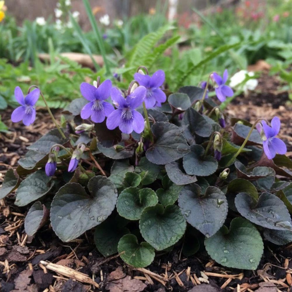 Violette du labrador lot de 3 godets