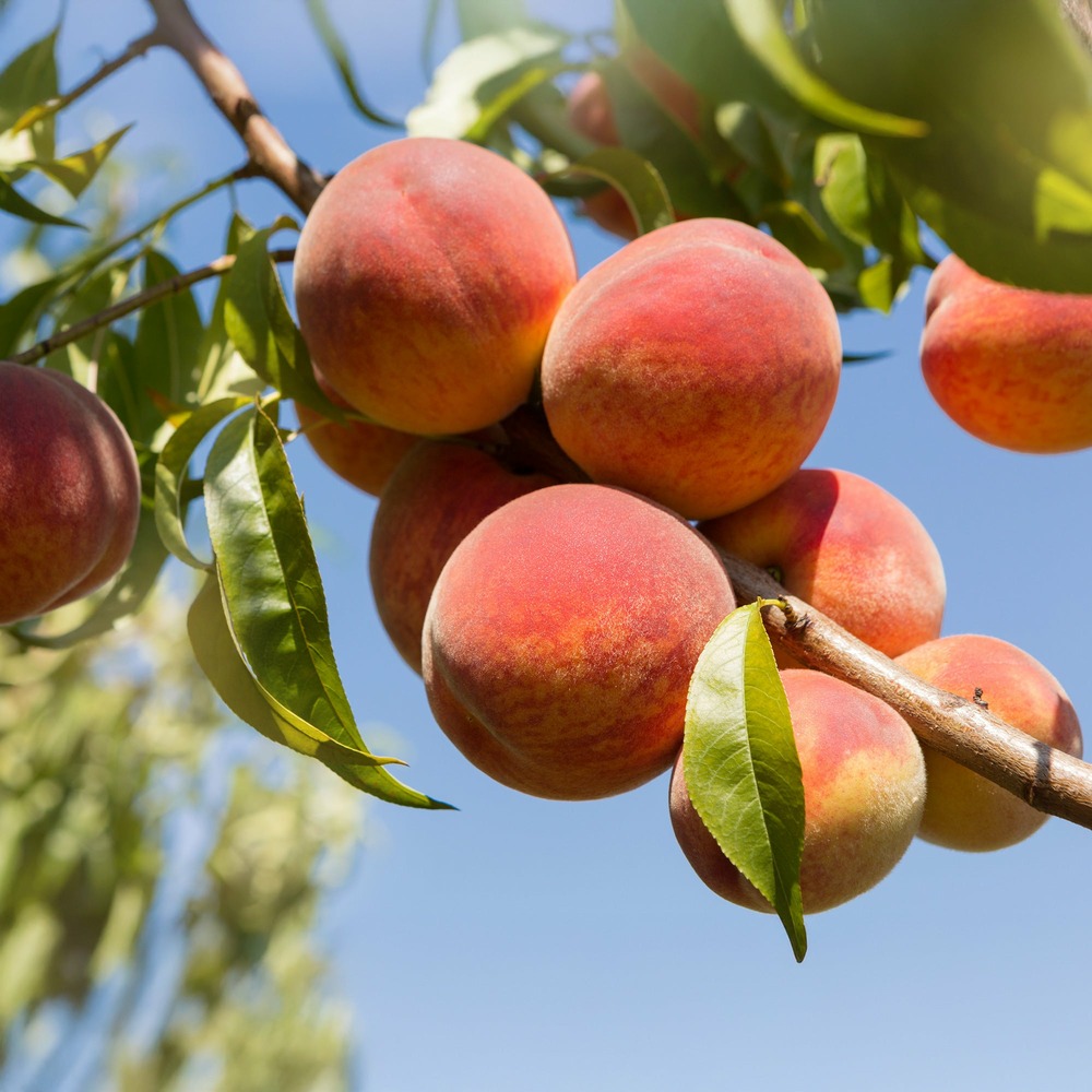 Pêcher amsden - la motte / demi-tige / hauteur livrée 140-160cm