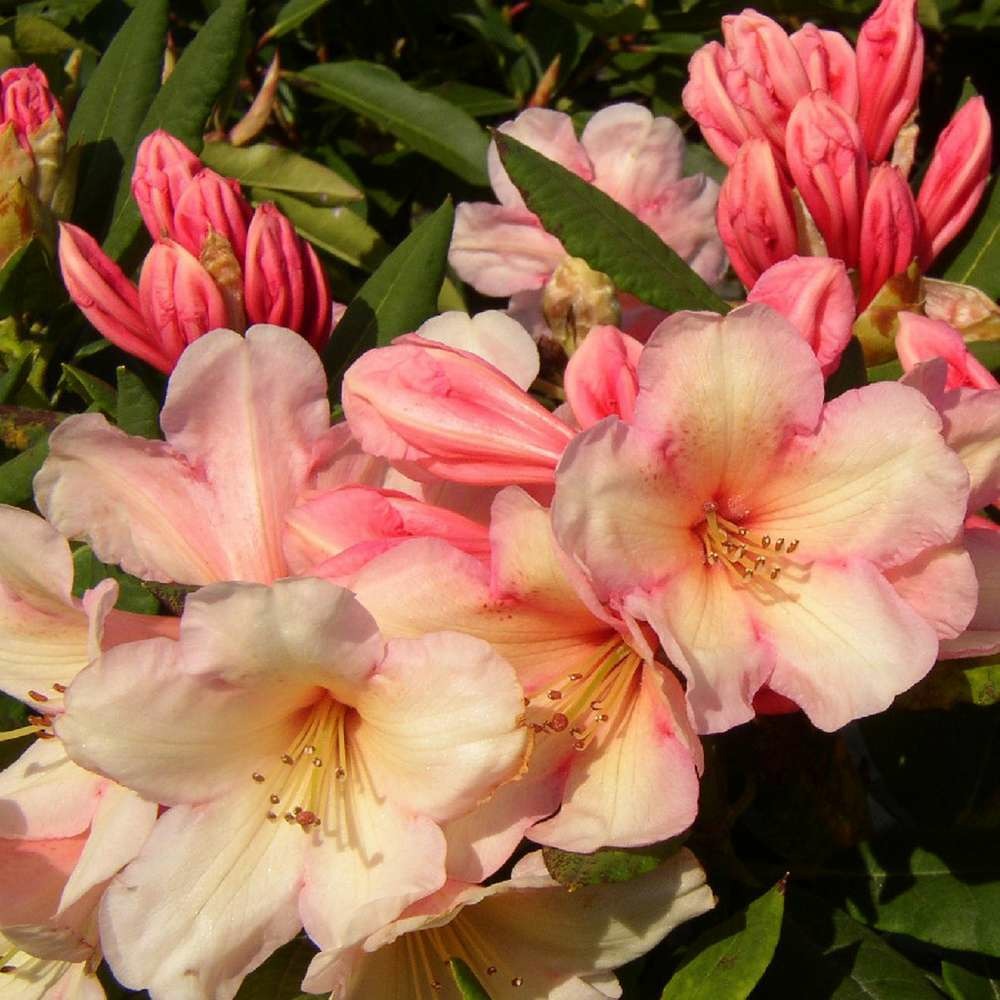 Rhododendron x 'azimut':conteneur 4l