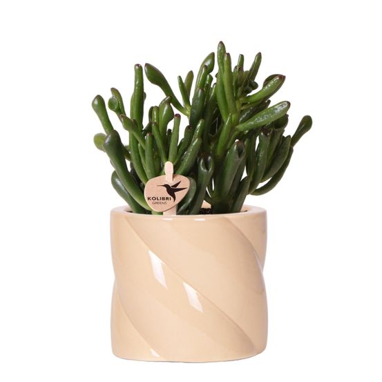 Crassula hobbit + pot candy lila - plante d'intérieur fleurie