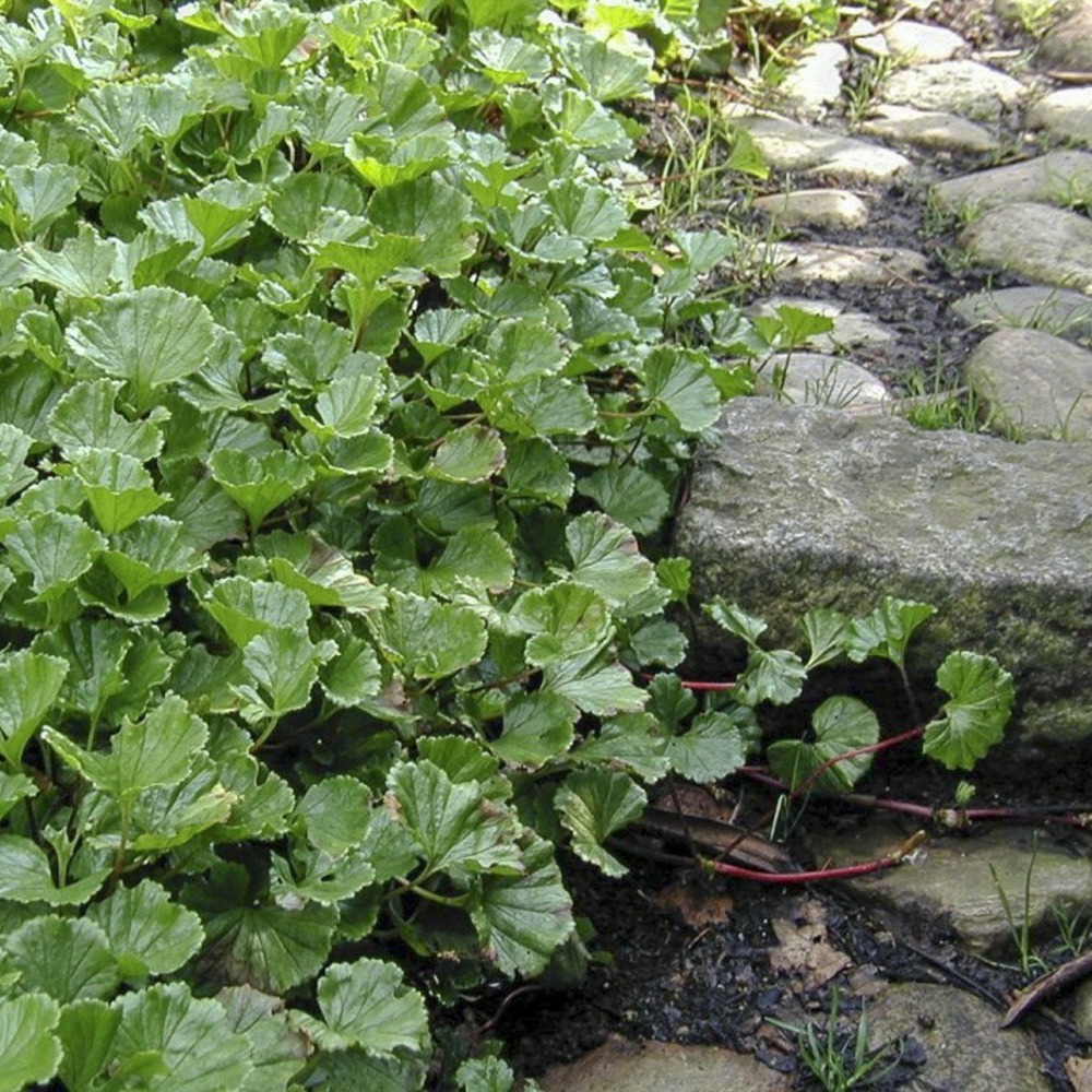 Campos des lages magellanica godet de 8/9 cm