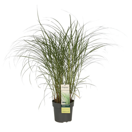 Roseau de chine gracillimus 40cm pot 23cm - miscanthus sinensis gracillimus