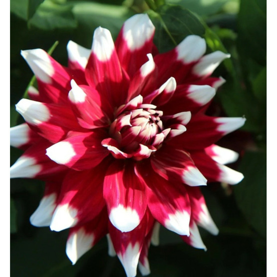 Bulbe de dahlia décoratif nain jamaica sachet de 1 bulbe