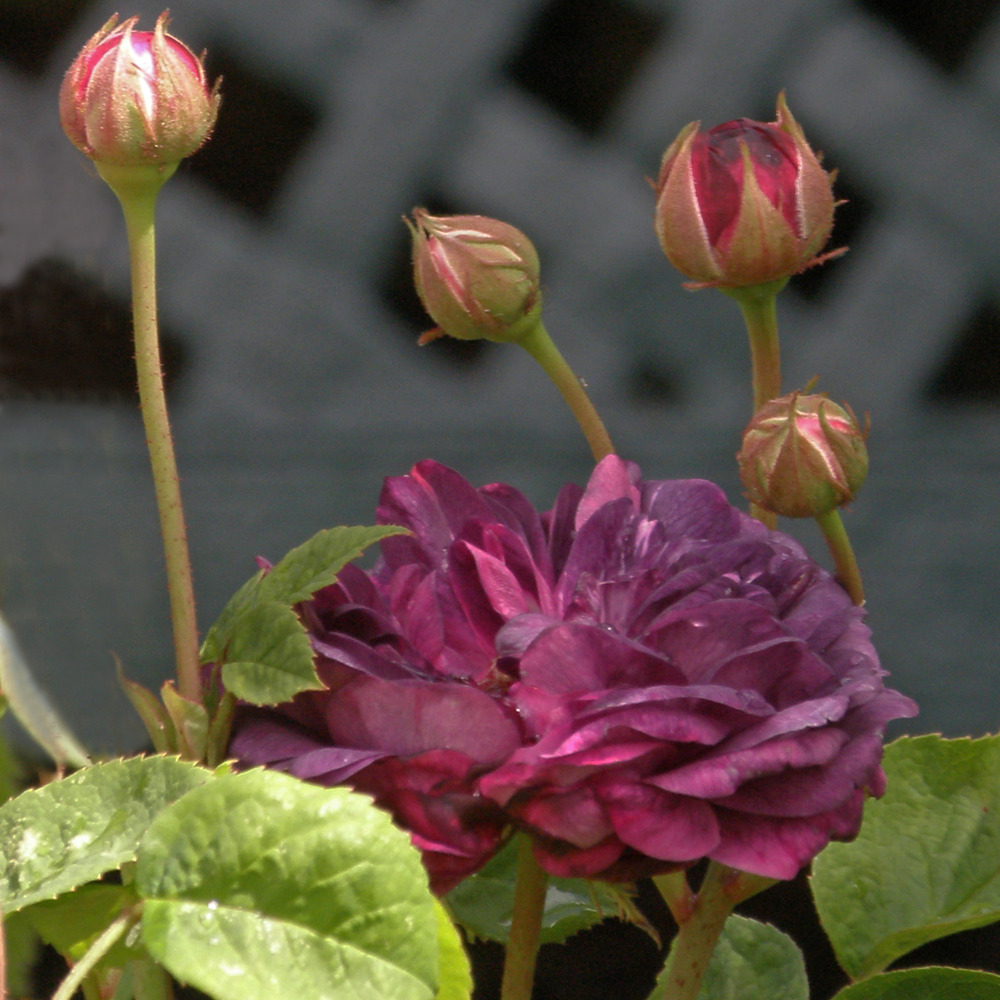 Rosier ancien gallique 'cardinal de richelieu' pot de 4l/5l