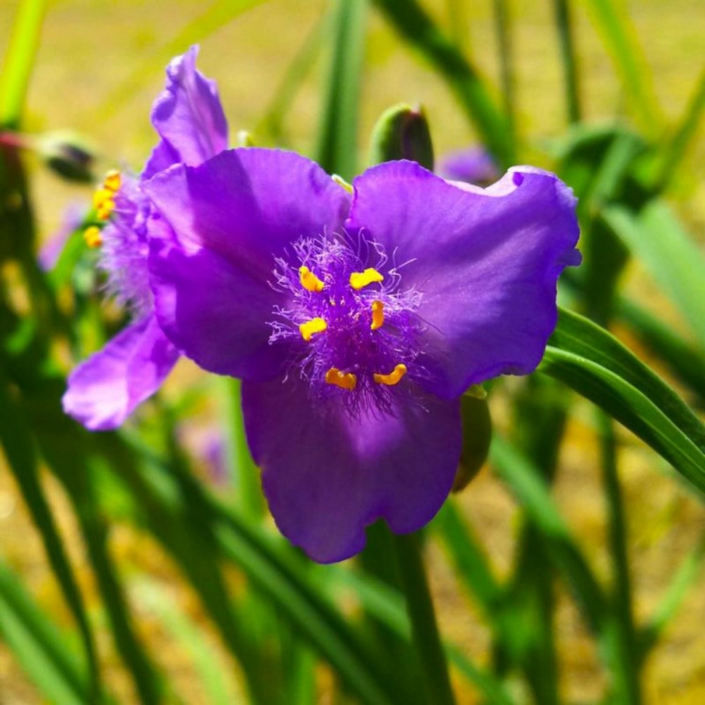 2 Ephémères de Virginie ou Misère 'Valour'…