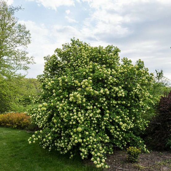 Viorne boule de neige, viburnum pot de 4l - 40/60 cm