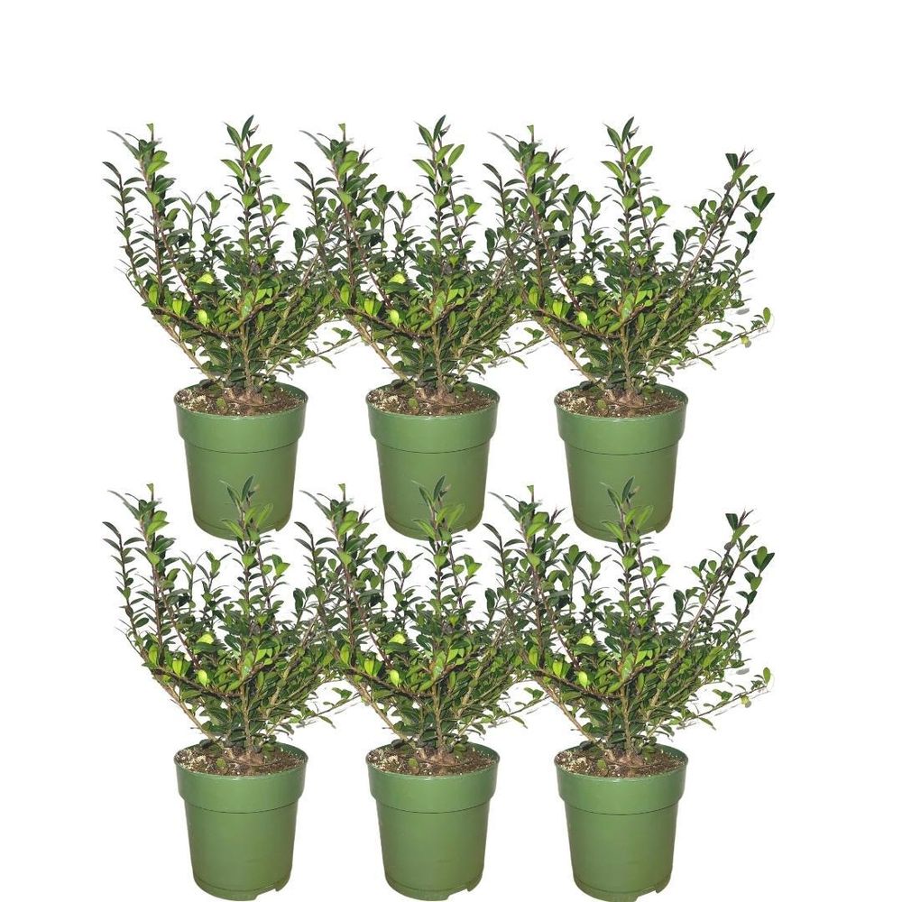 Haie de houx crénelé - ilex crenata 'jenny' - lot de 6 - ↕250cm - plante d’extérieur