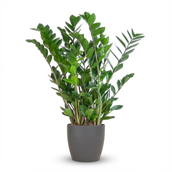 Zamioculcas zamiifolia - pot de 21cm - hauteur 80cm - plantes d'intérieur