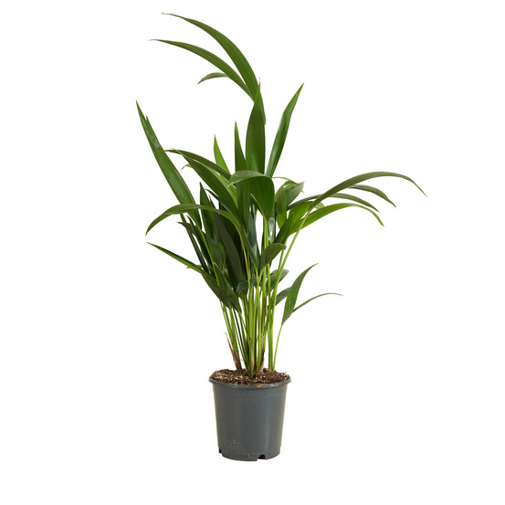 Howea forsteriana - kentia palm - plantes d'intérieur - 40-60 cm de haut - pot de 13 cm