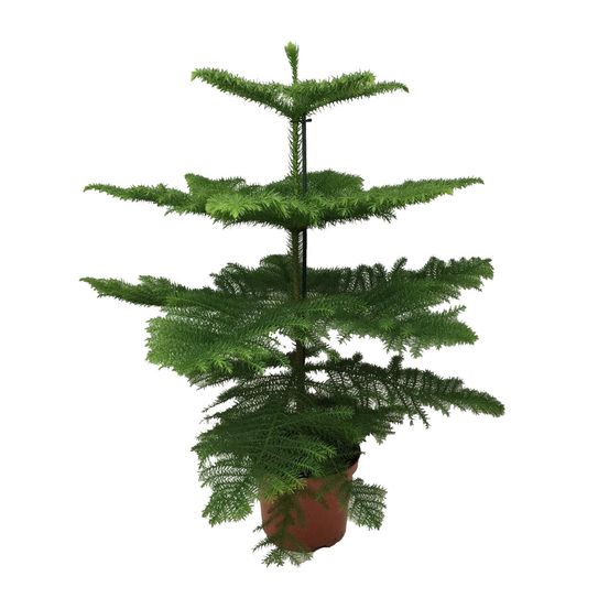 Araucaria heterophylla - ø21cm - ↕70cm - plantes d'intérieur