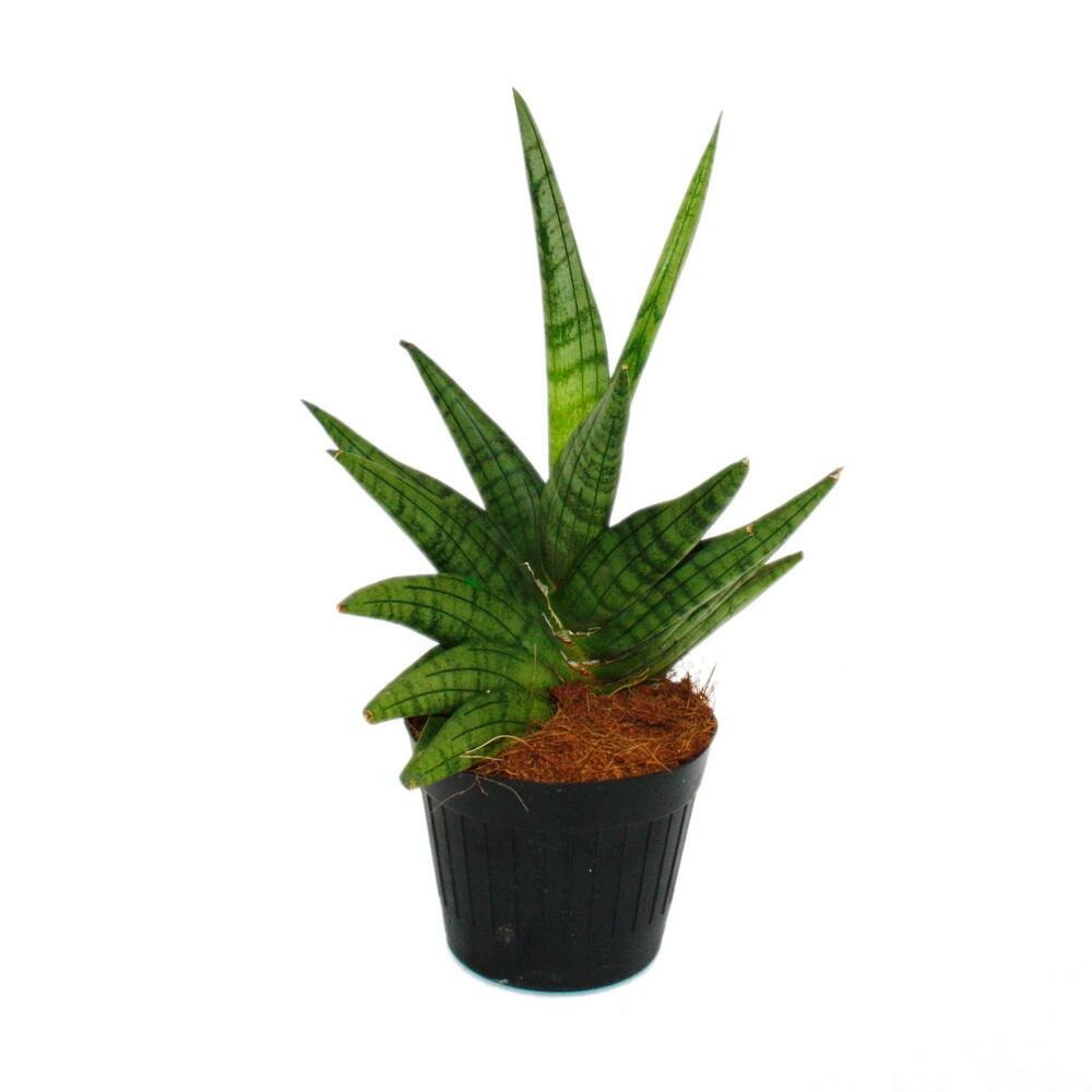 Sansevieria 
