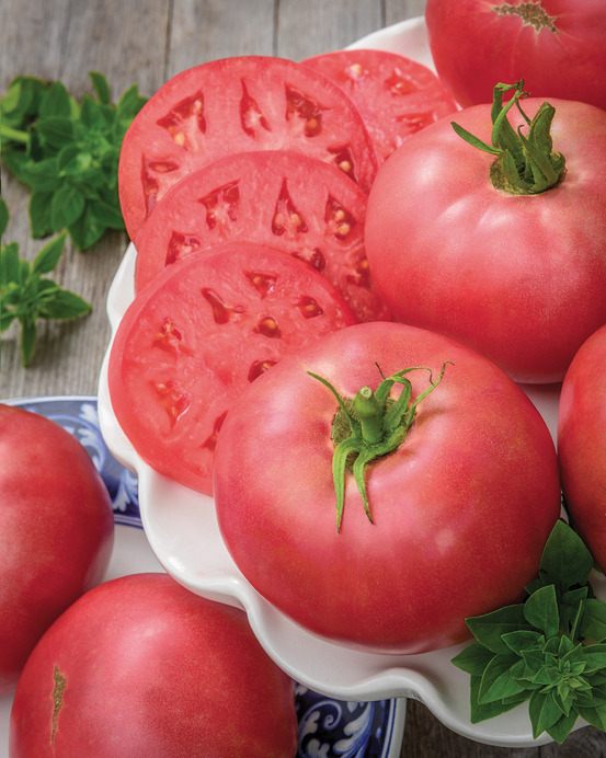 Plant de tomate rose crush pot 0,5 l
