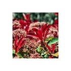 Photinia 'little red robin' (photinia fraserii little red robin) - godet 9cm
