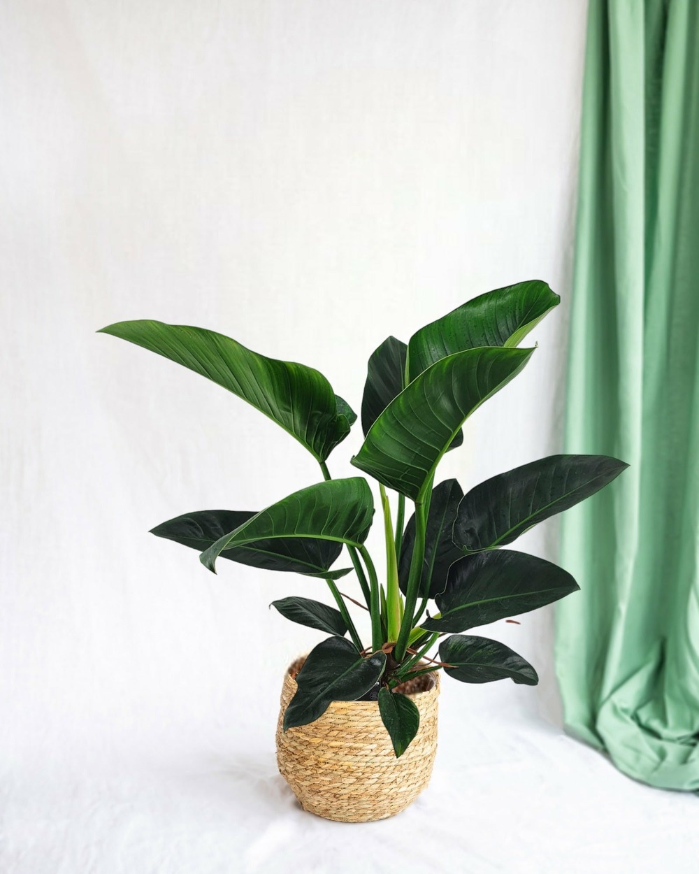 Philodendron congo h100cm 100cm - plante d'intérieur