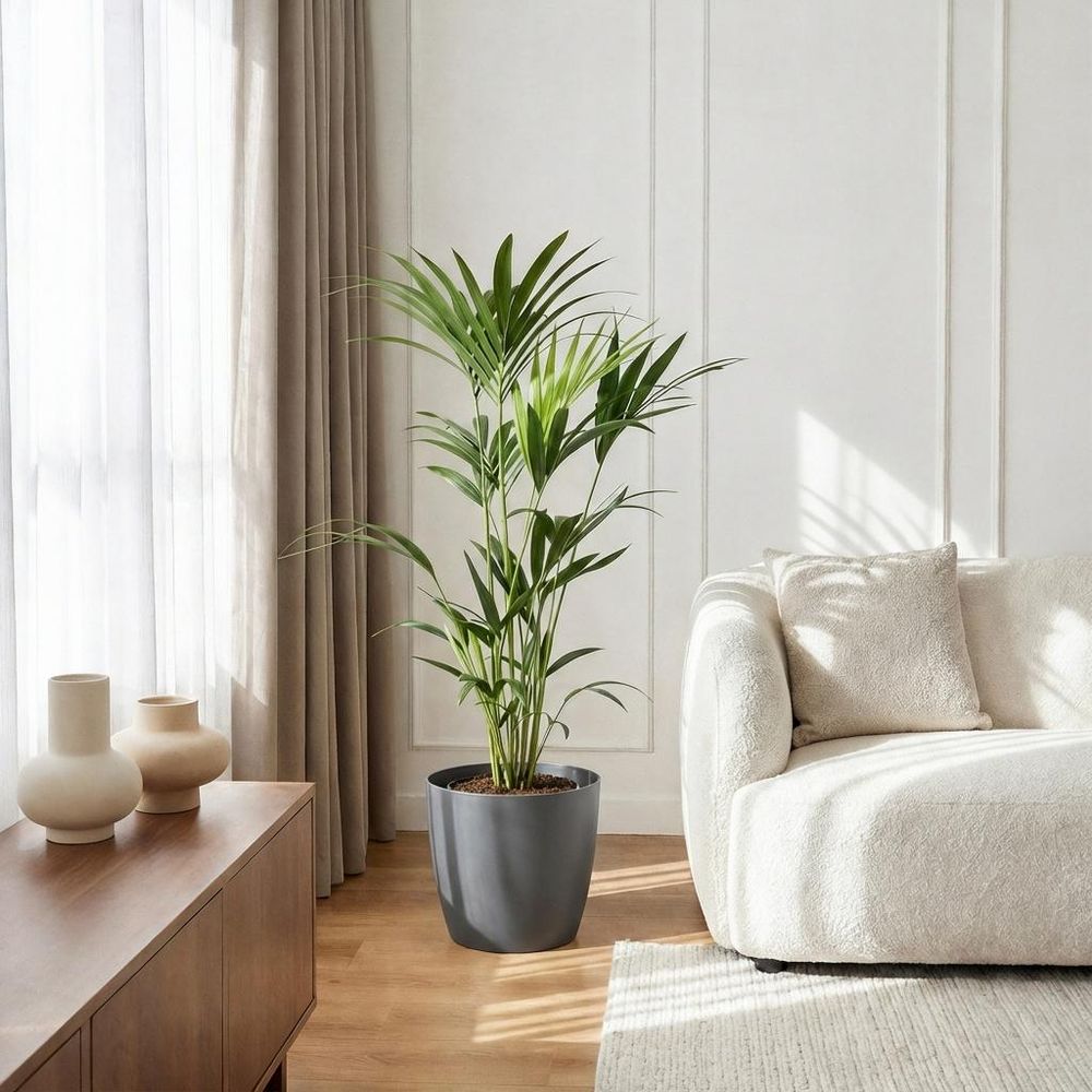 Howea forsteriana - kentia palm - pot de 21cm - hauteur 120-130cm