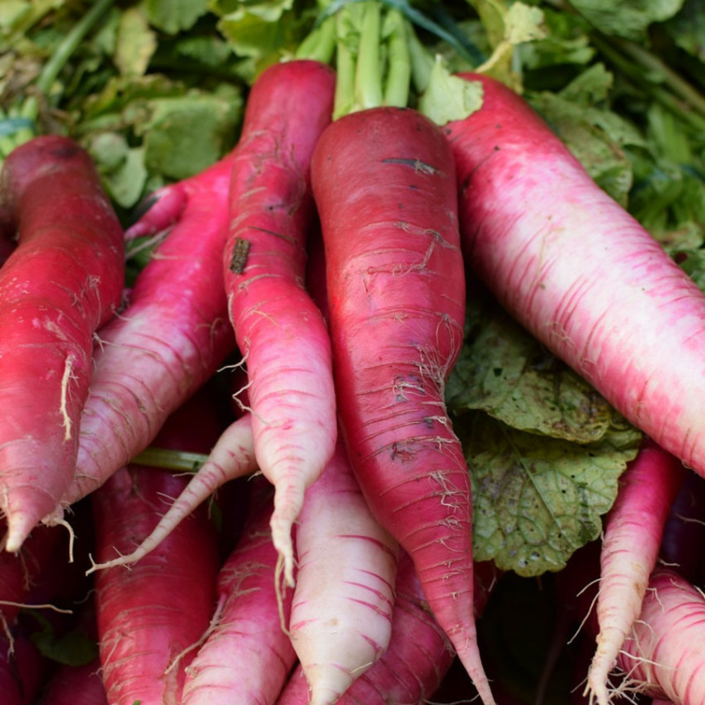 Graines de radis d'hiver rose de chine - vilmorin sachet