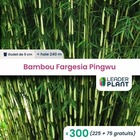 300 x  bambou fargesia pingwu en godet