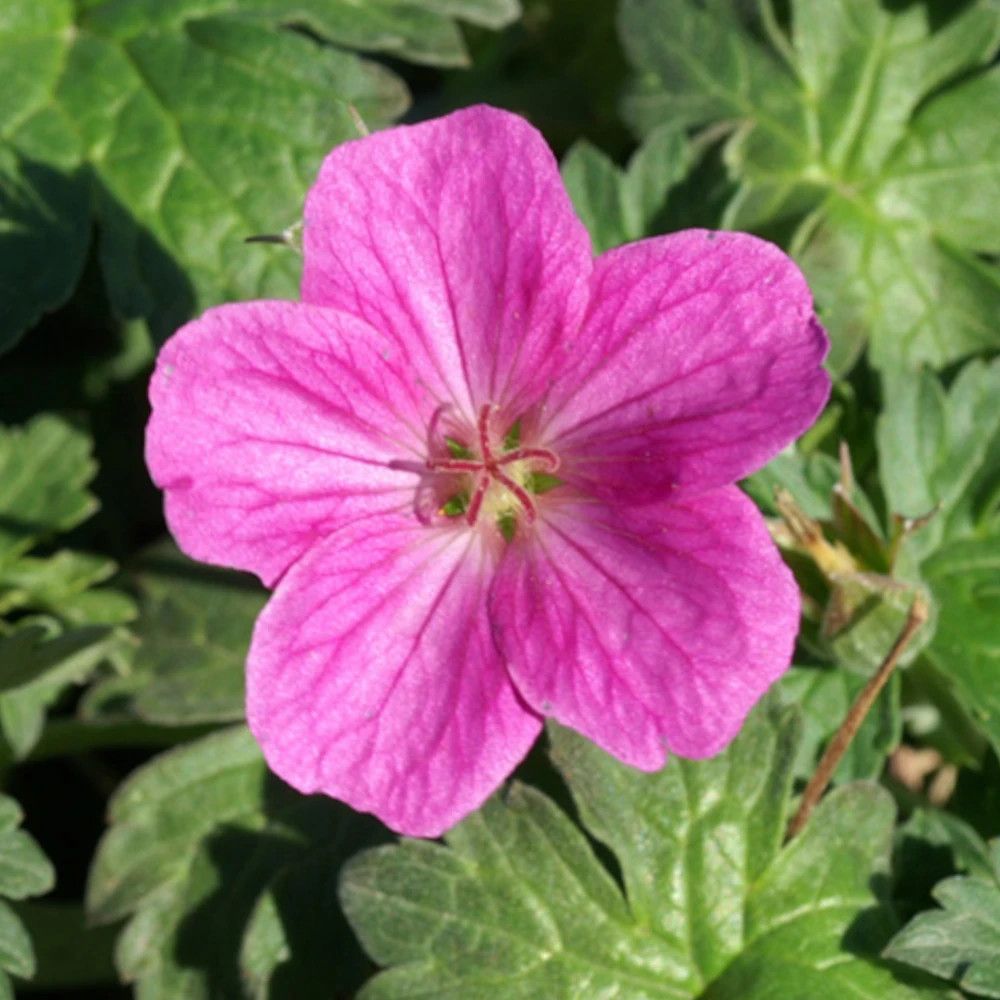 Géranium vivace russel prichard godet